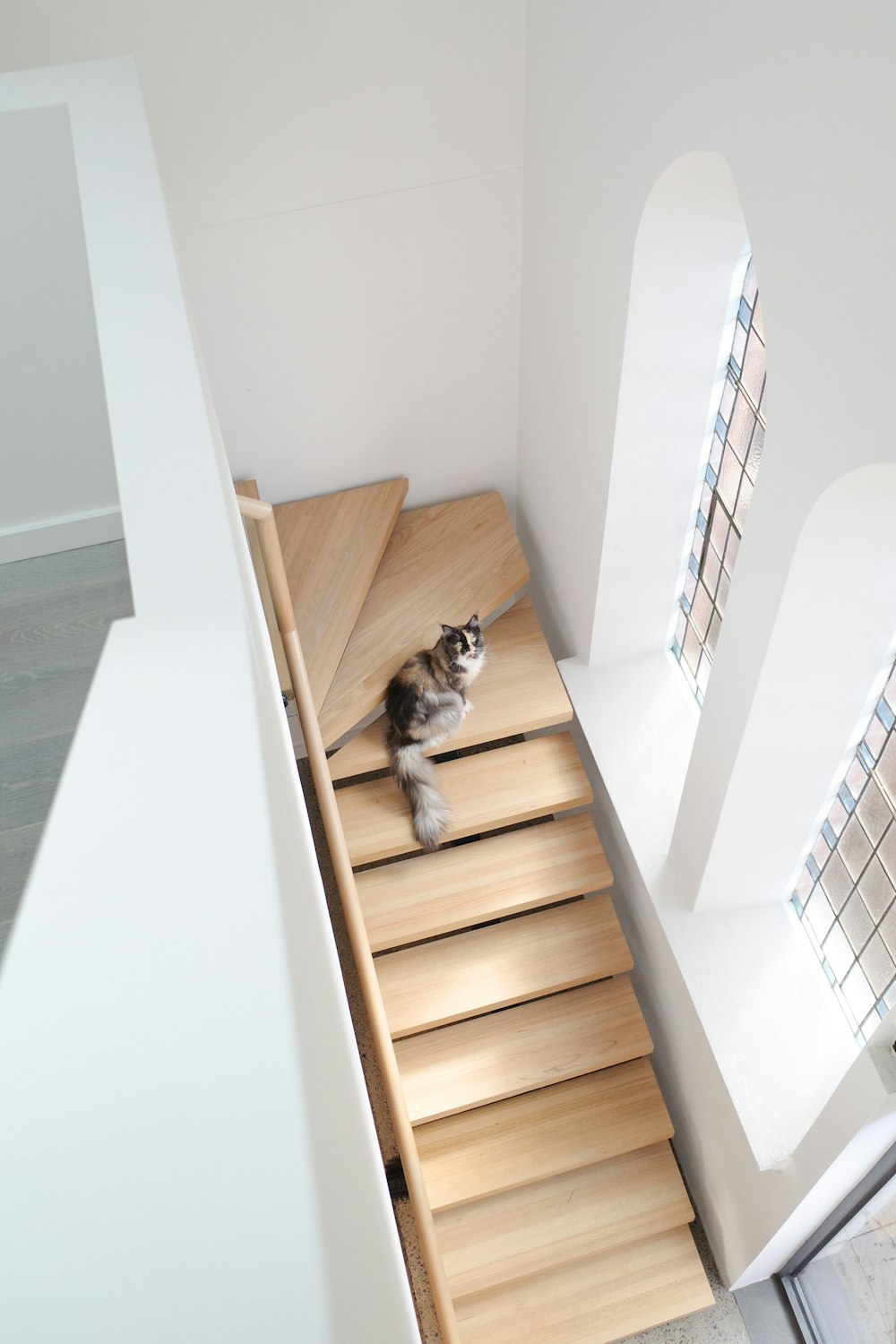 brown and white cat on brown wooden stairs