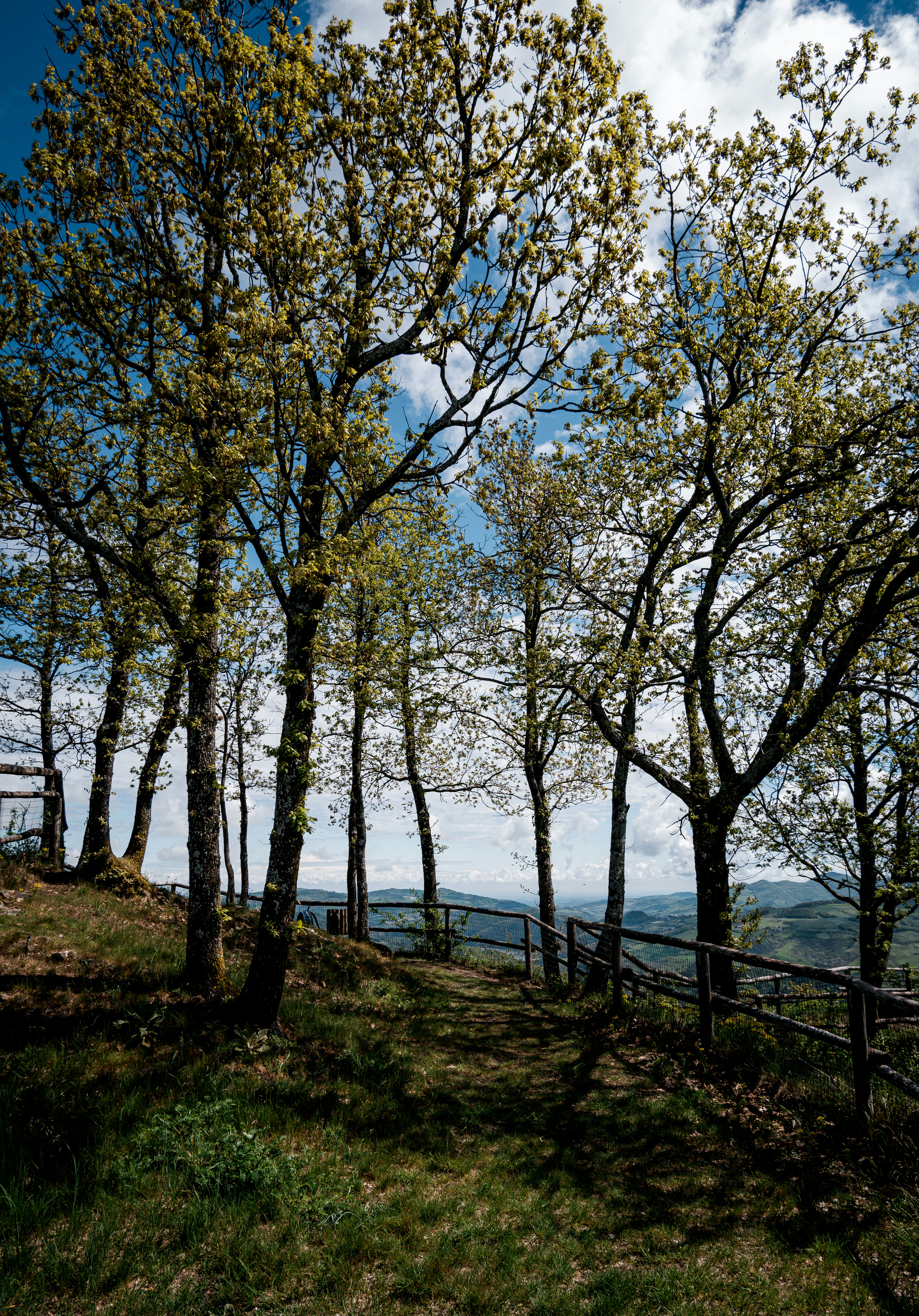 Grüne Bäume in der Nähe von Gewässern während des Tages