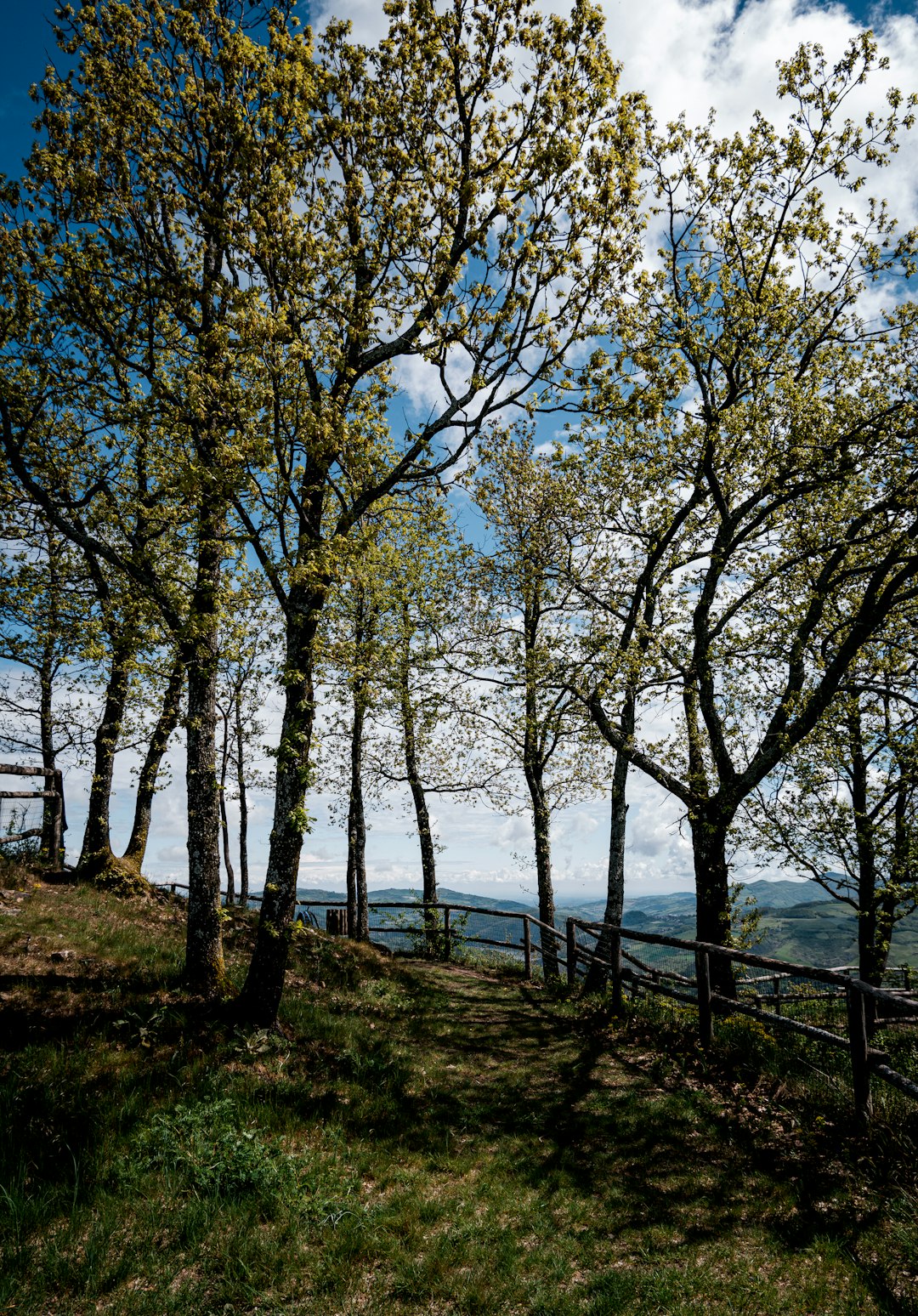 green trees near body of water during daytime