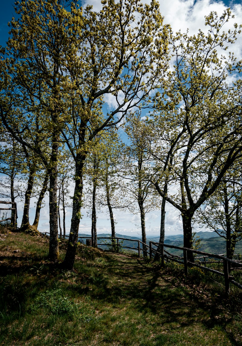 green trees near body of water during daytime