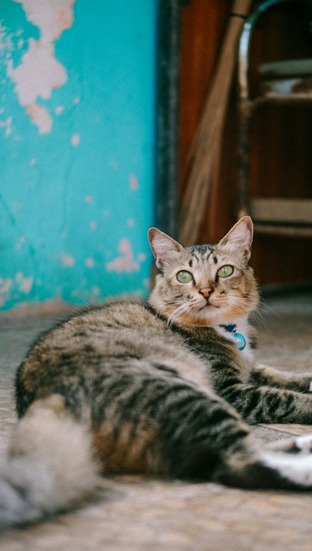 silver tabby cat lying on floor