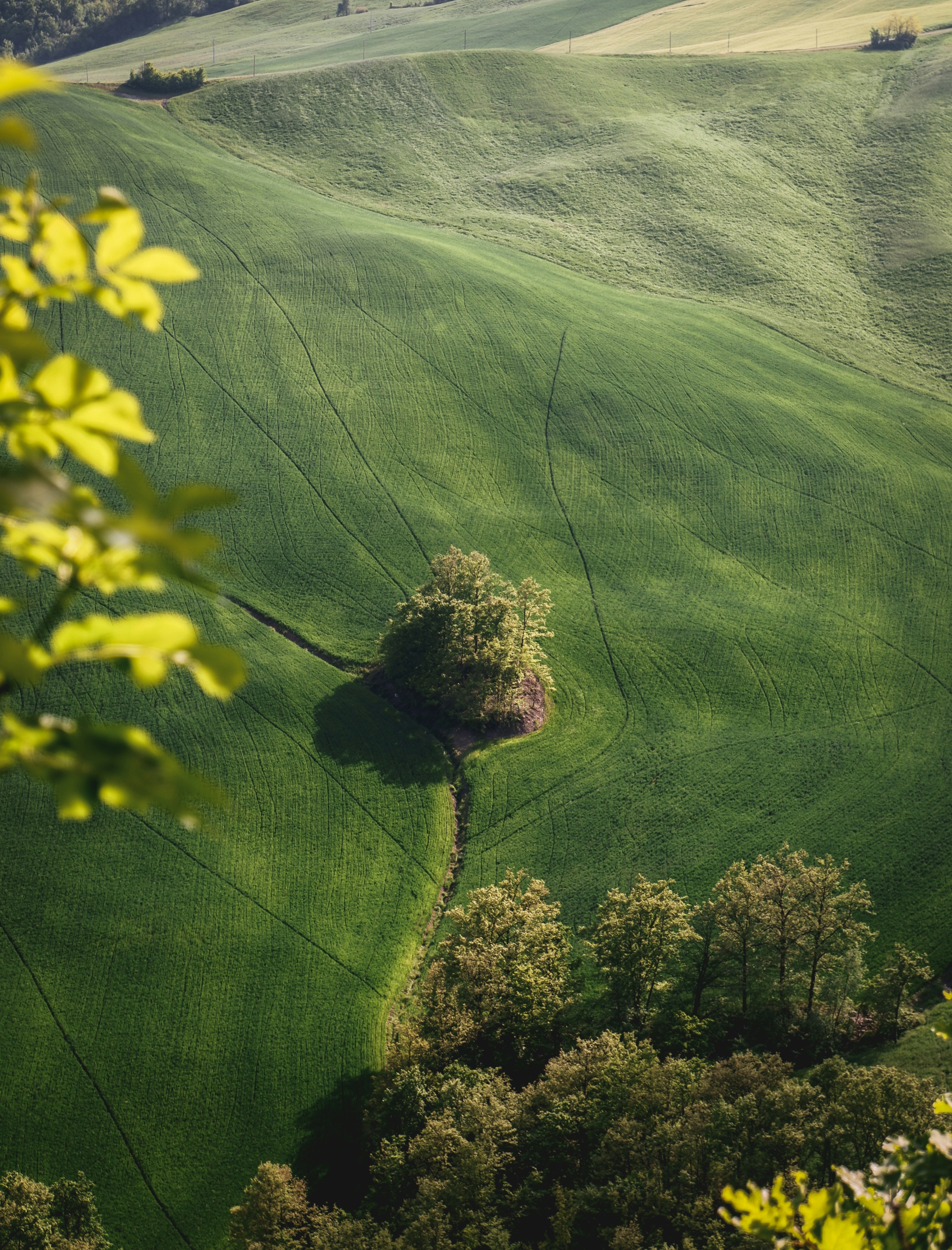 Gelbe Blume auf grünem Feld tagsüber
