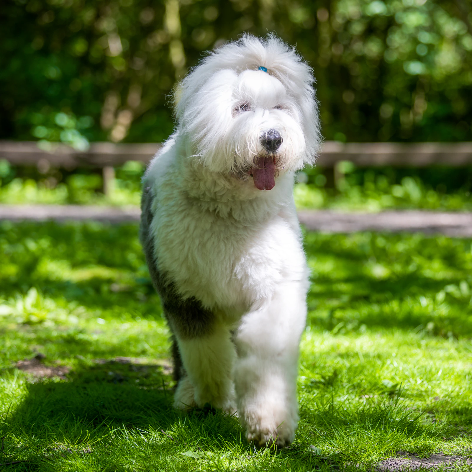 Adult Old English Sheepdog with shaggy grey-and-white coat, photo on Unsplash