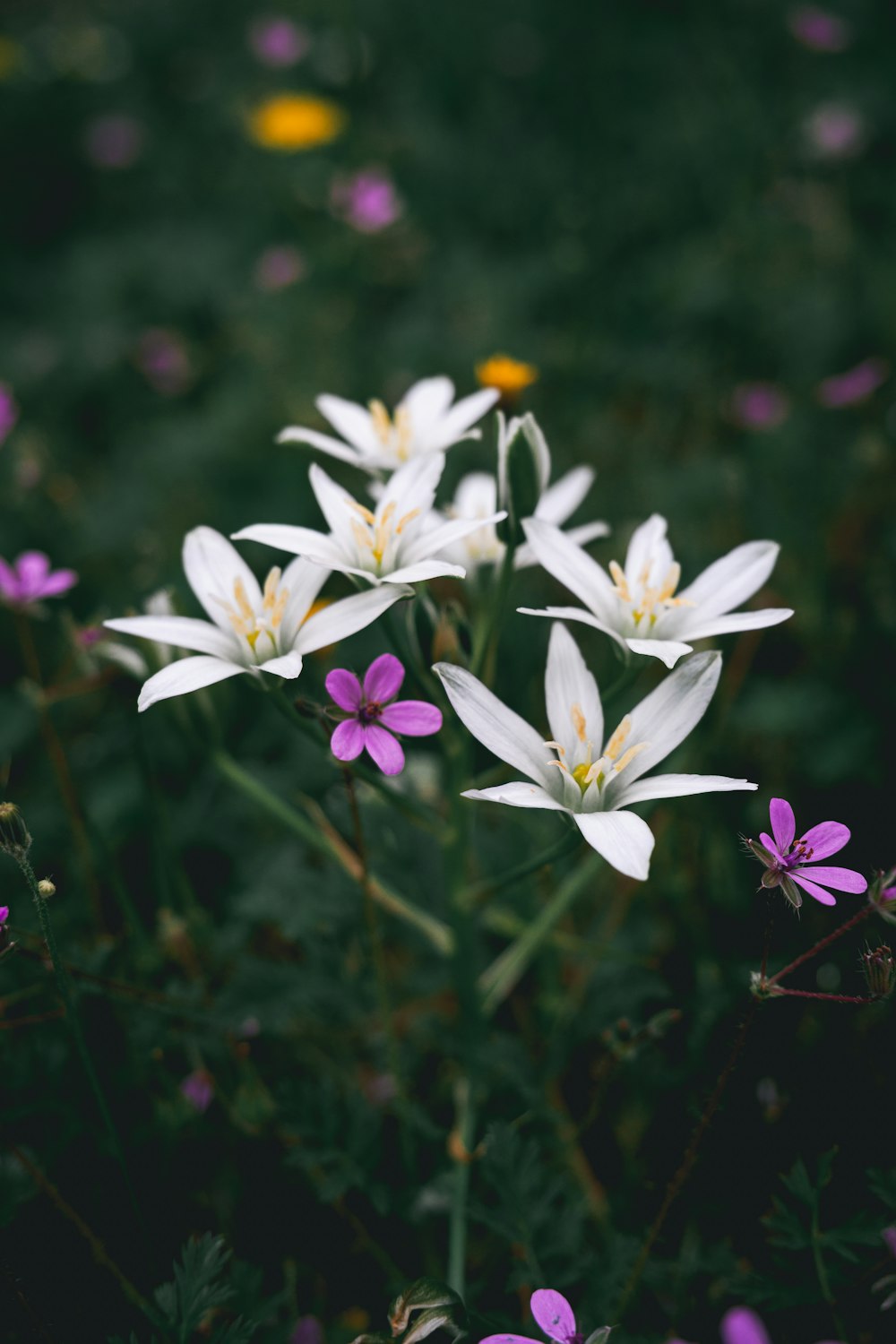 white and purple flowers in tilt shift lens