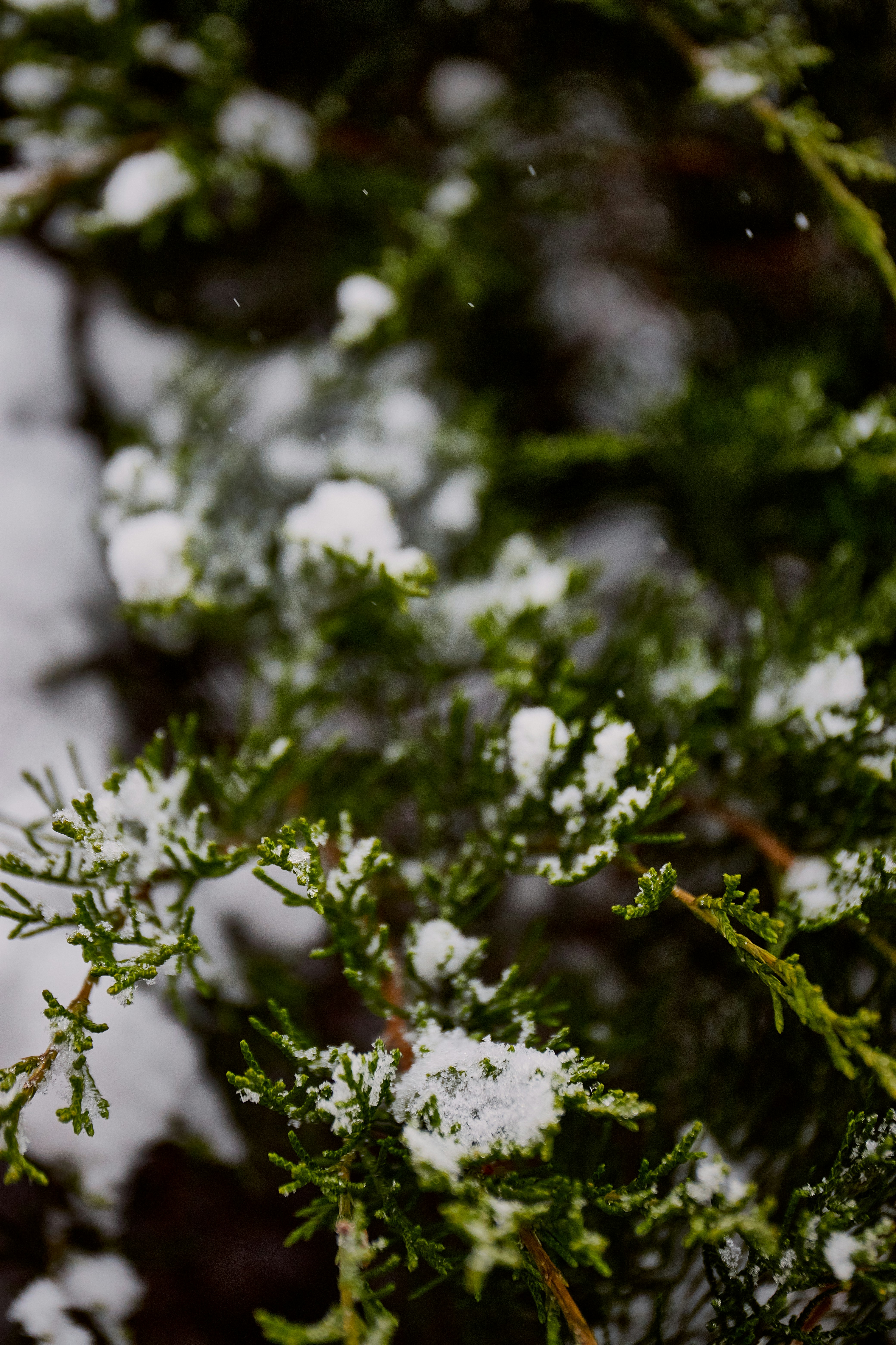 Photo by nutella3012