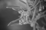 Dramatic black and white portrait of an olive farmer’s hands holding freshly picked olives.