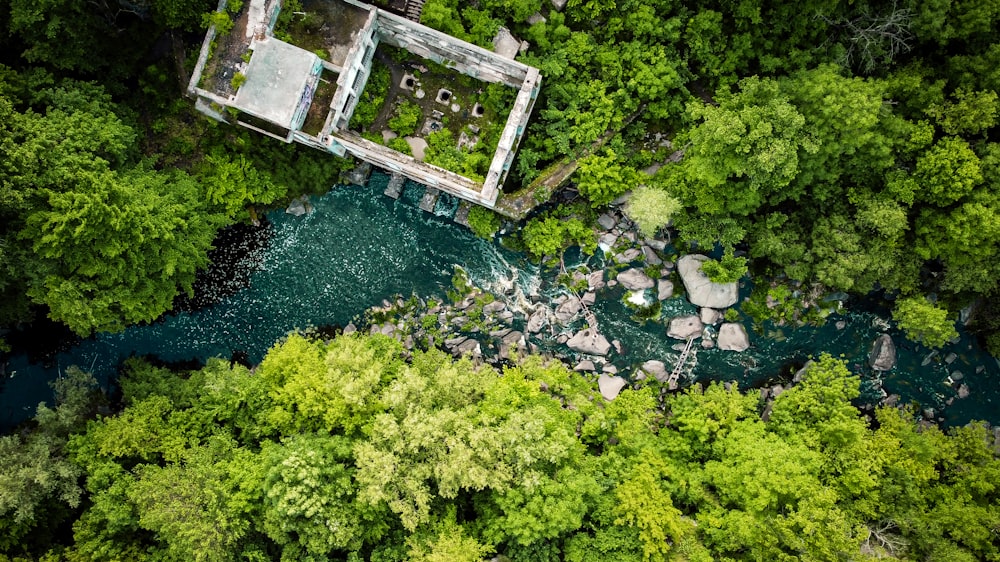 aerial view of green trees and river