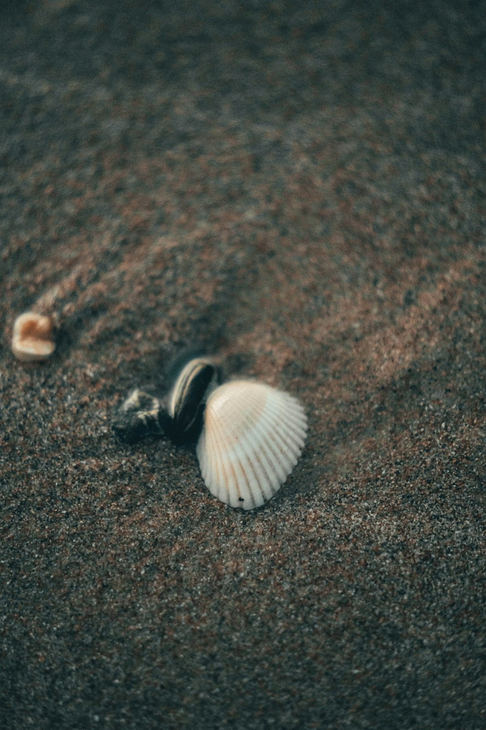 white and brown seashell on brown sand