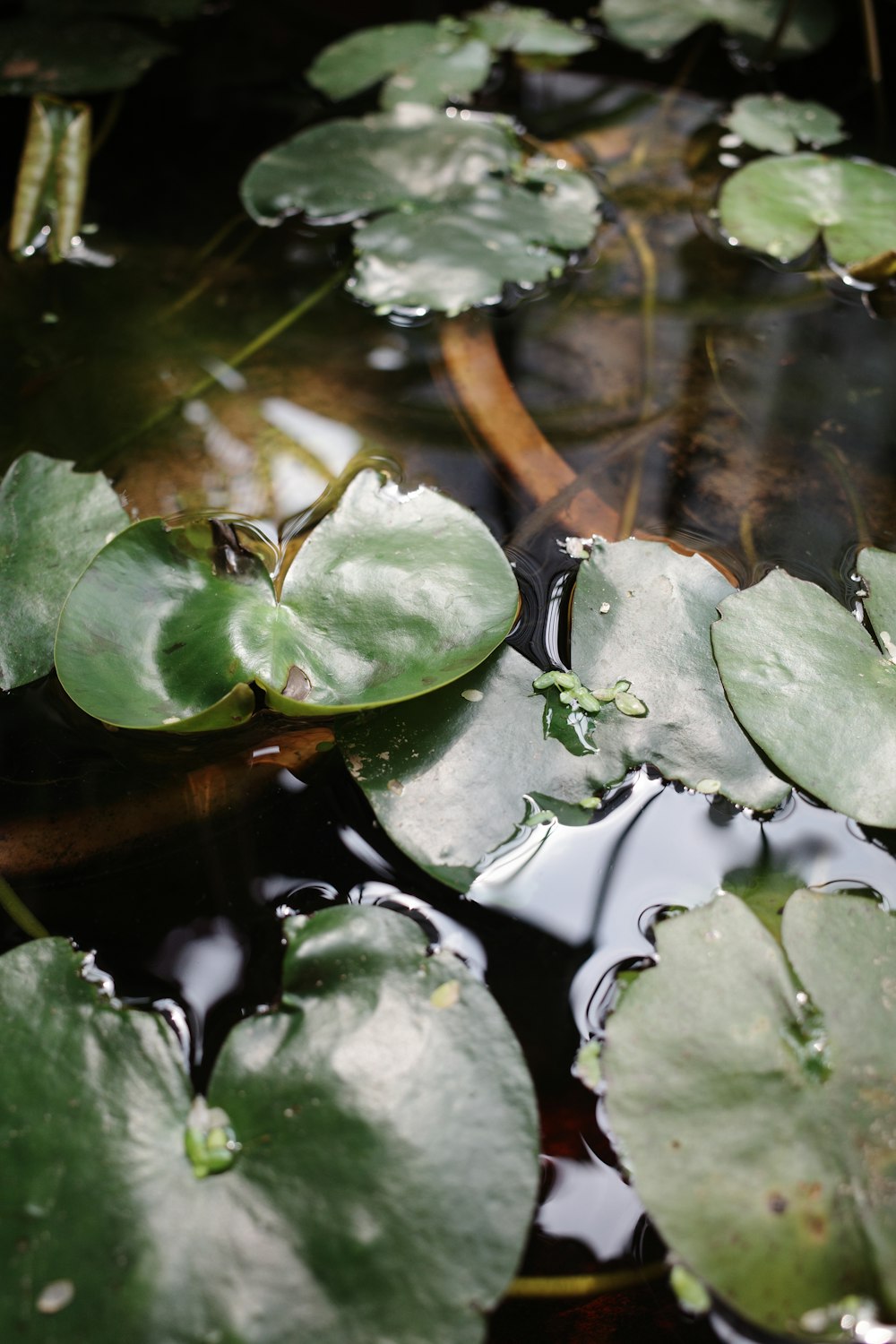 green leaves on water during daytime