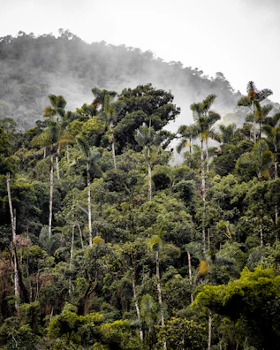 Epic Andean cloud forest landscape with mist weaving through tall trees.