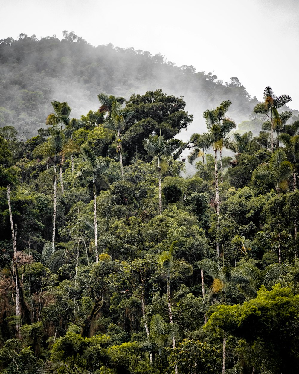 green trees under white clouds during daytime