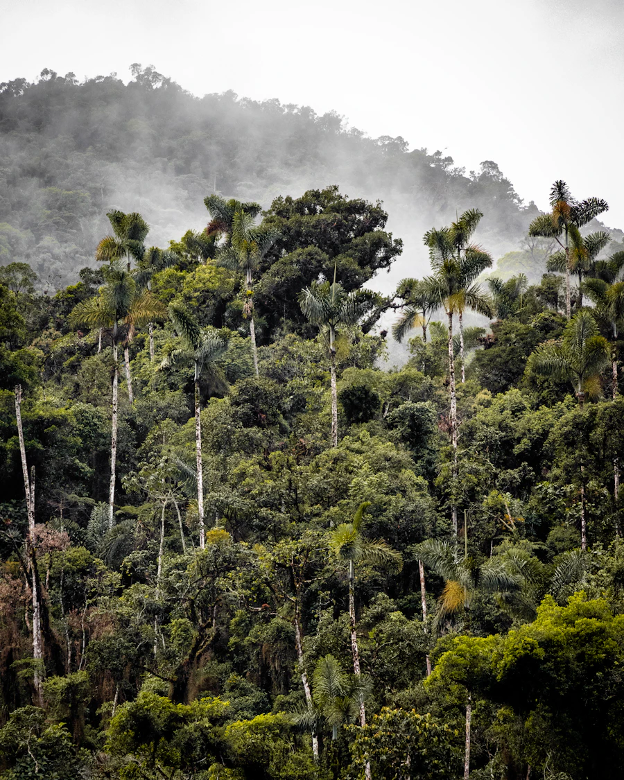 Bosque amazónico de Madre de Dios