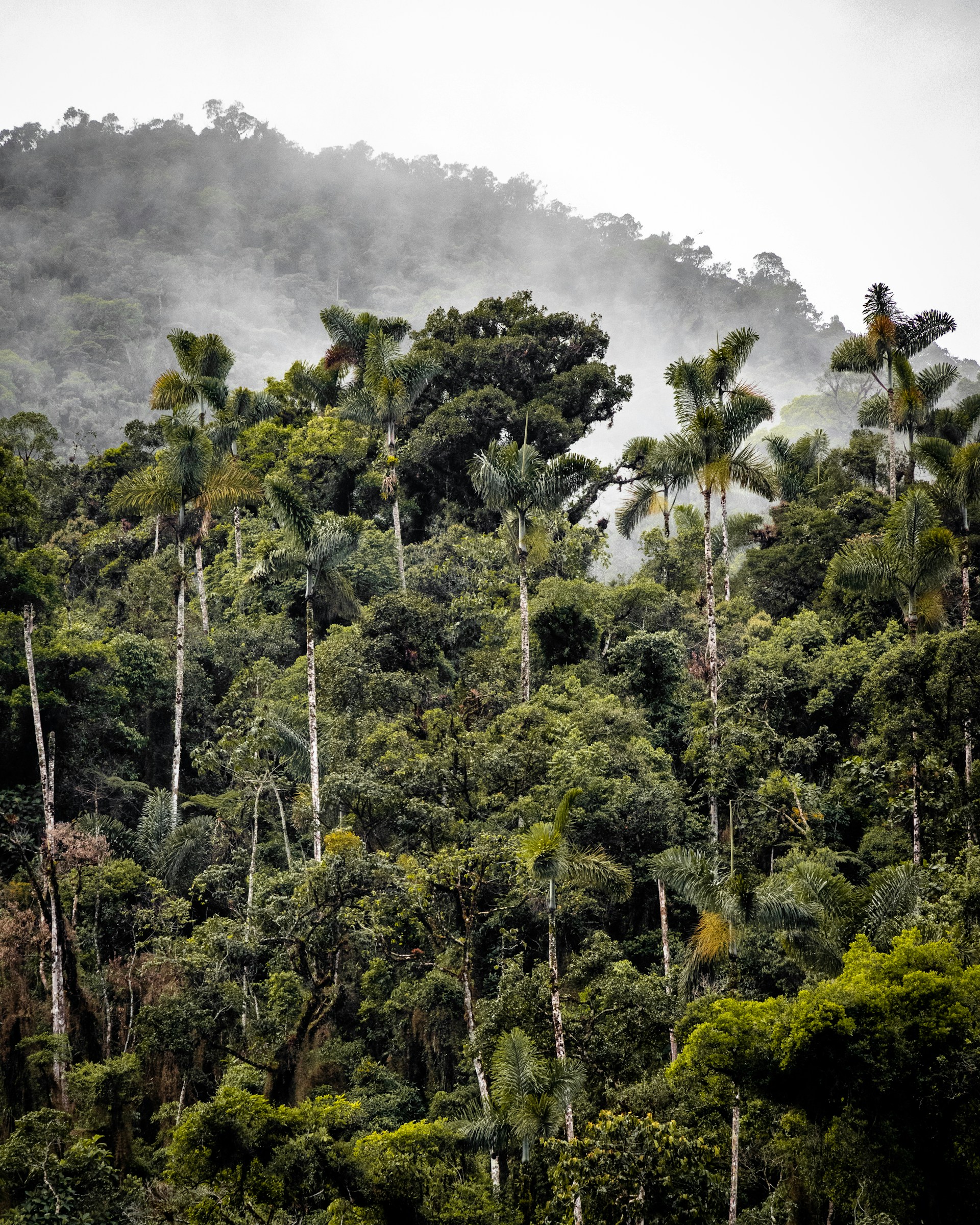 green trees under white clouds during daytime