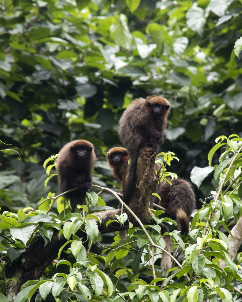 brown monkey on tree branch during daytime