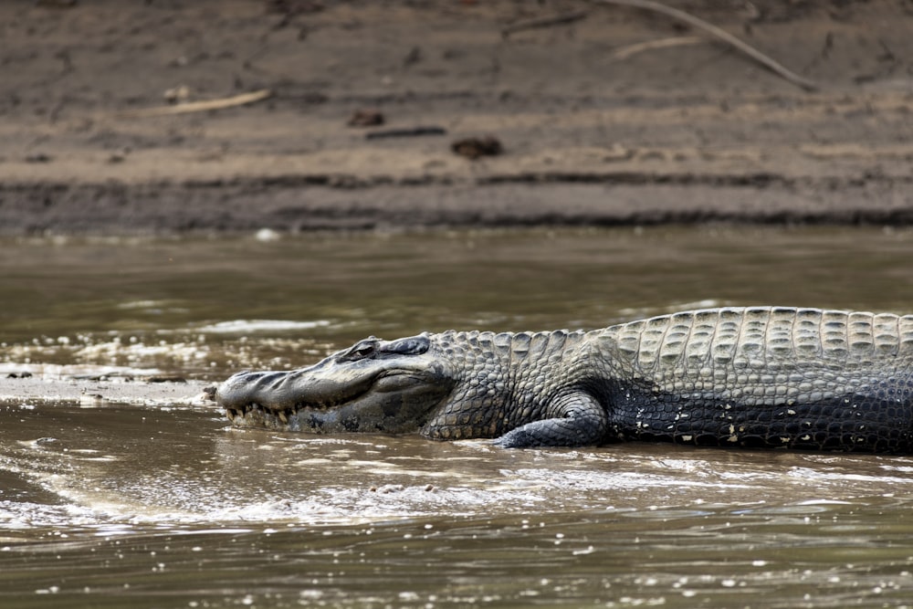 crocodile sur le plan d’eau pendant la journée