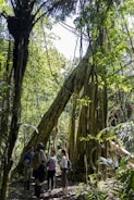 A group of people is gathered in a lush, densely forested jungle area, surrounded by towering trees with large, sprawling roots and abundant foliage. The light filters through the canopy, creating a dappled effect on the ground. The people appear to be observing and exploring the natural environment, equipped with backpacks and outdoor gear.