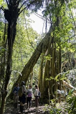 A group of people is gathered in a lush, densely forested jungle area, surrounded by towering trees with large, sprawling roots and abundant foliage. The light filters through the canopy, creating a dappled effect on the ground. The people appear to be observing and exploring the natural environment, equipped with backpacks and outdoor gear.