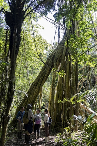A group of people is gathered in a lush, densely forested jungle area, surrounded by towering trees with large, sprawling roots and abundant foliage. The light filters through the canopy, creating a dappled effect on the ground. The people appear to be observing and exploring the natural environment, equipped with backpacks and outdoor gear.