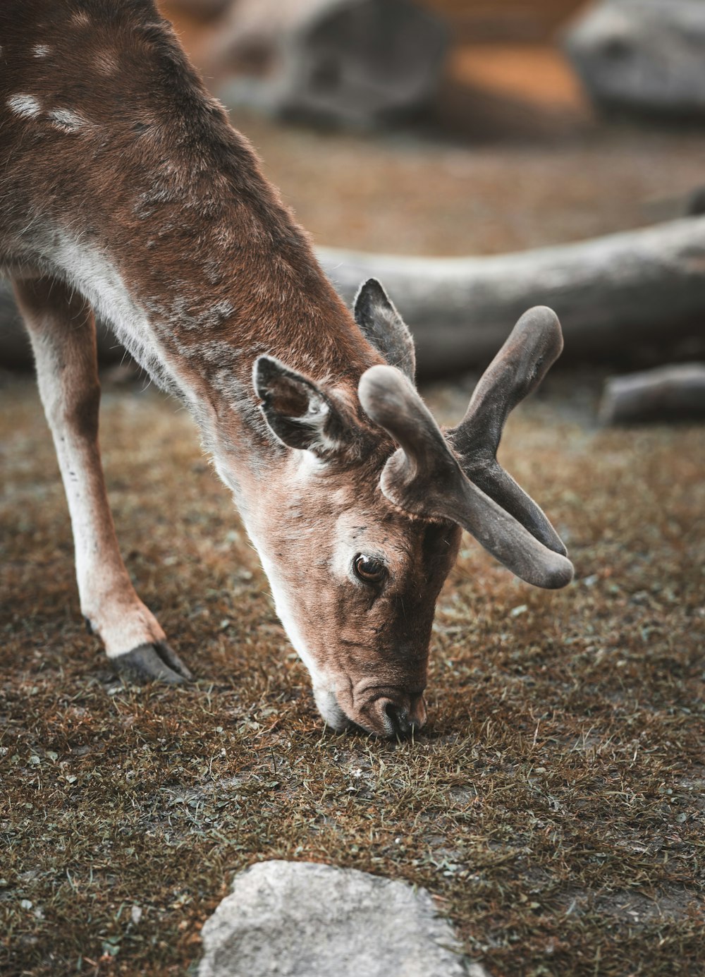 brown and white deer on brown soil during daytime