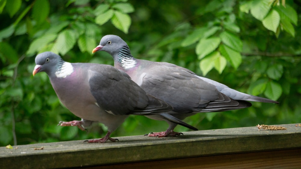 uccello grigio e bianco su recinzione di legno marrone durante il giorno