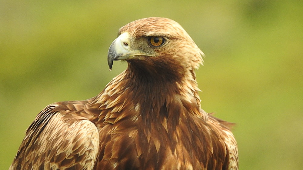 brown and white eagle in close up photography