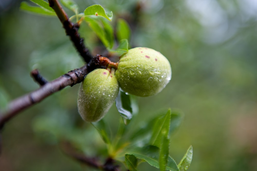 green round fruit on tree branch