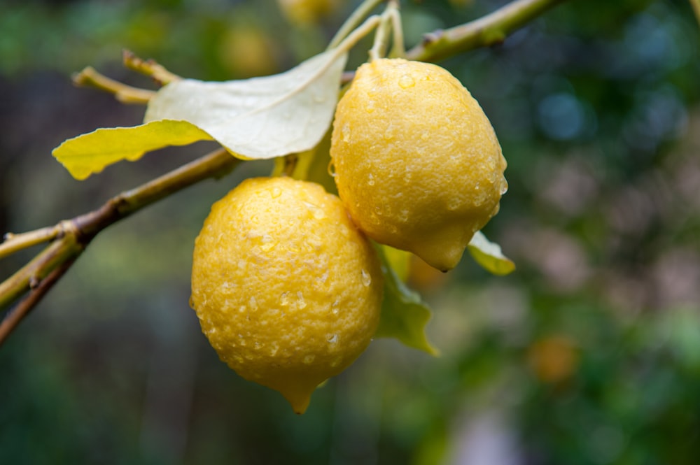 yellow lemon fruit on tree branch