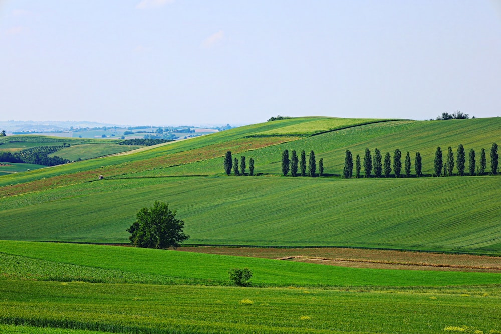 green grass field under white sky during daytime