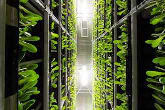 green leaves inside a building
