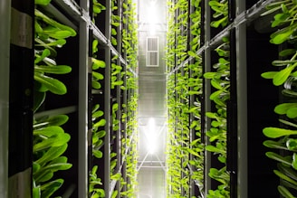 green leaves inside a building