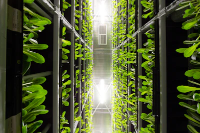 green leaves inside a building