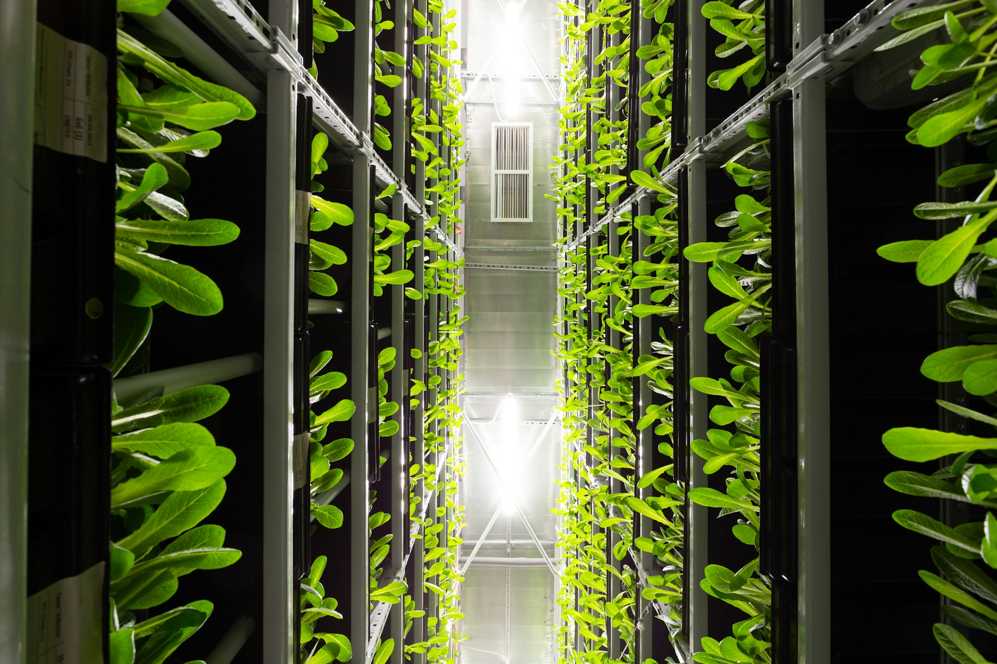 Lettuce growing in vertical containers