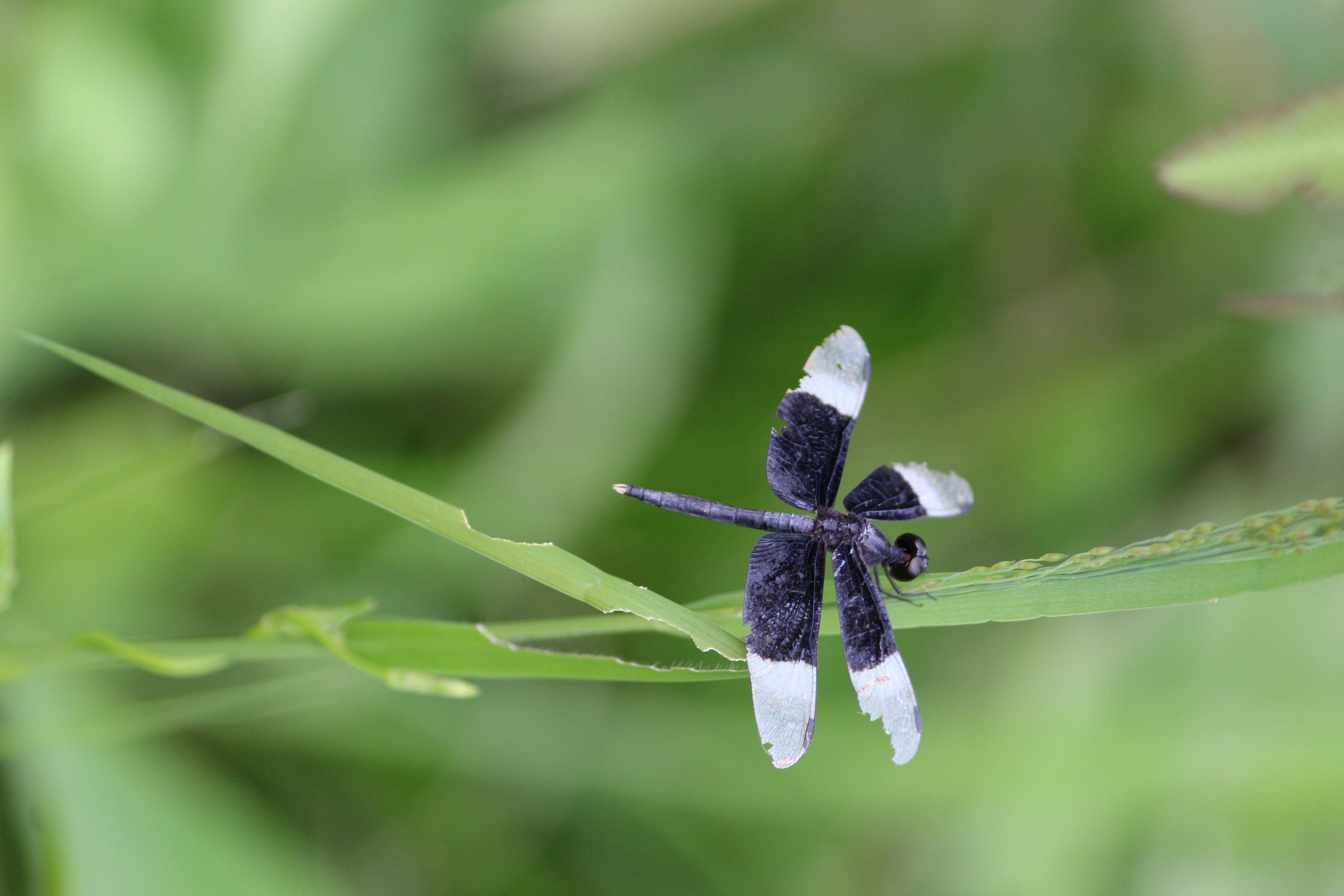 Black and white flower in tilt shift lens photo – Free Dragonfly Image ...
