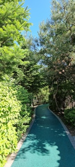 A pathway meanders through a lush, green forest with a clear blue sky overhead. The pathway is bordered by dense foliage and tall trees.