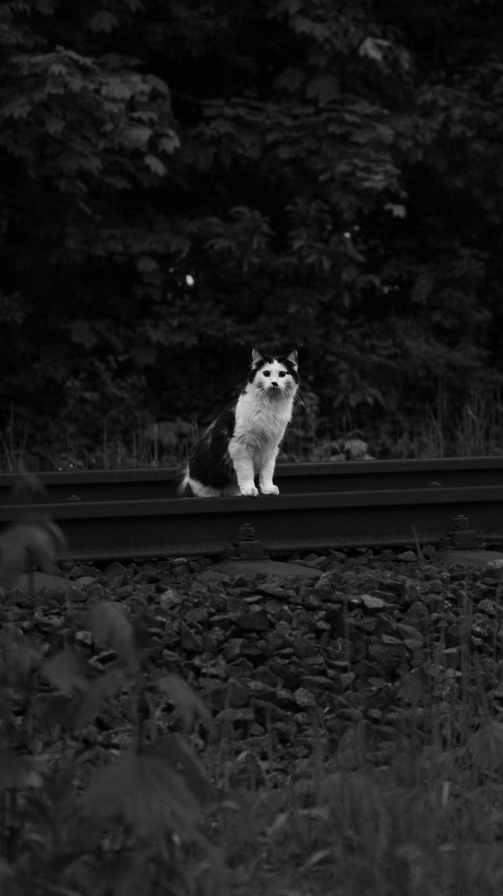 grayscale photo of dog on wooden surface