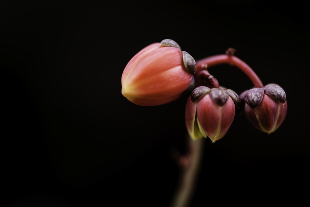 a close up of a flower on a black background