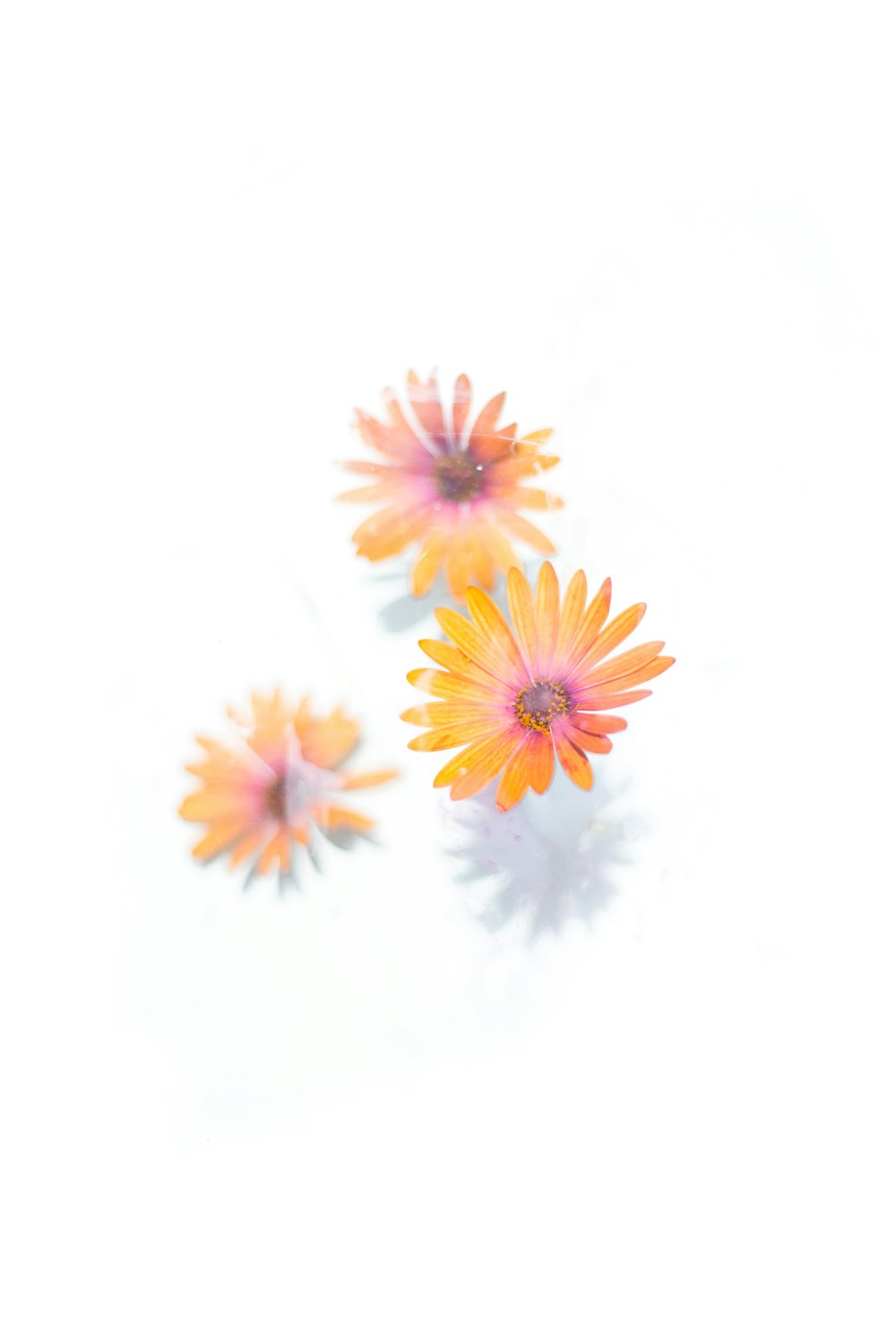blue and yellow flowers on white background