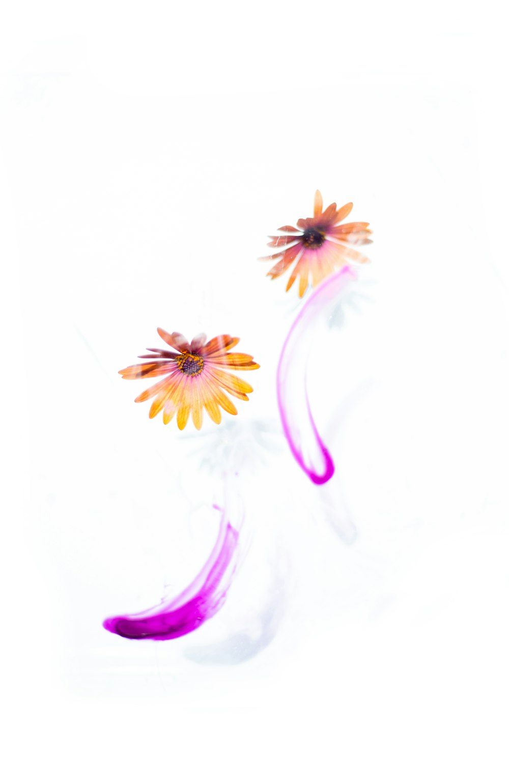 purple and yellow flower illustration