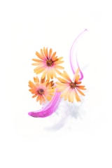 purple and yellow flower illustration