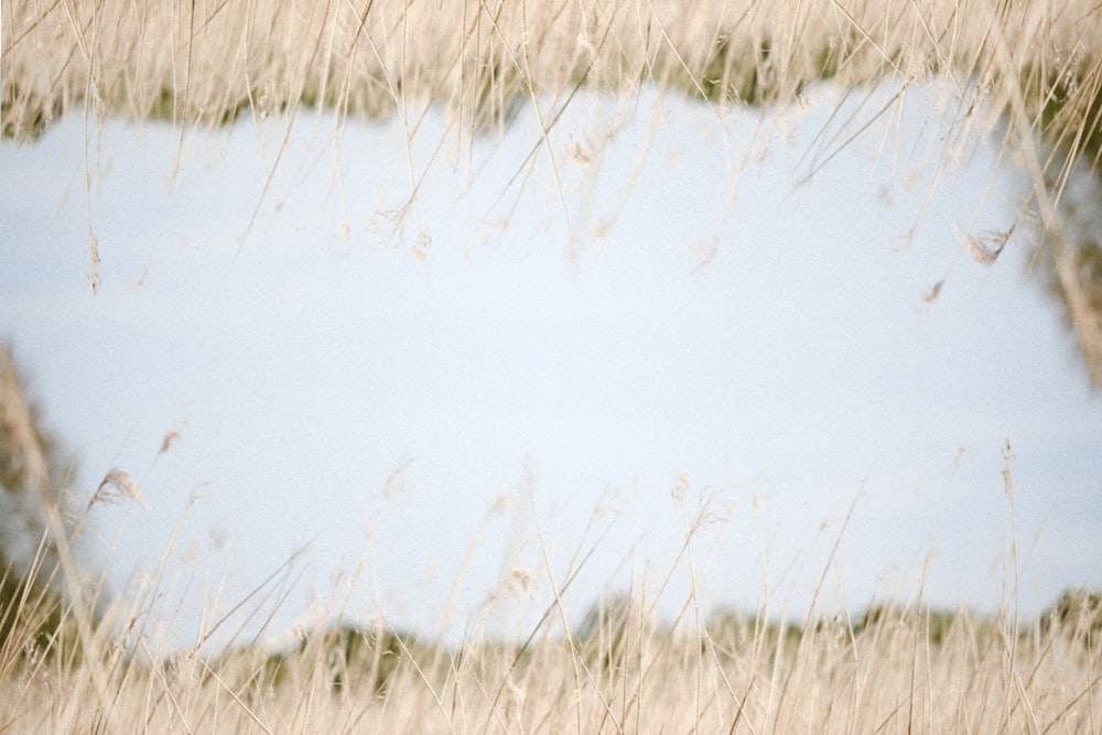 brown grass field during daytime