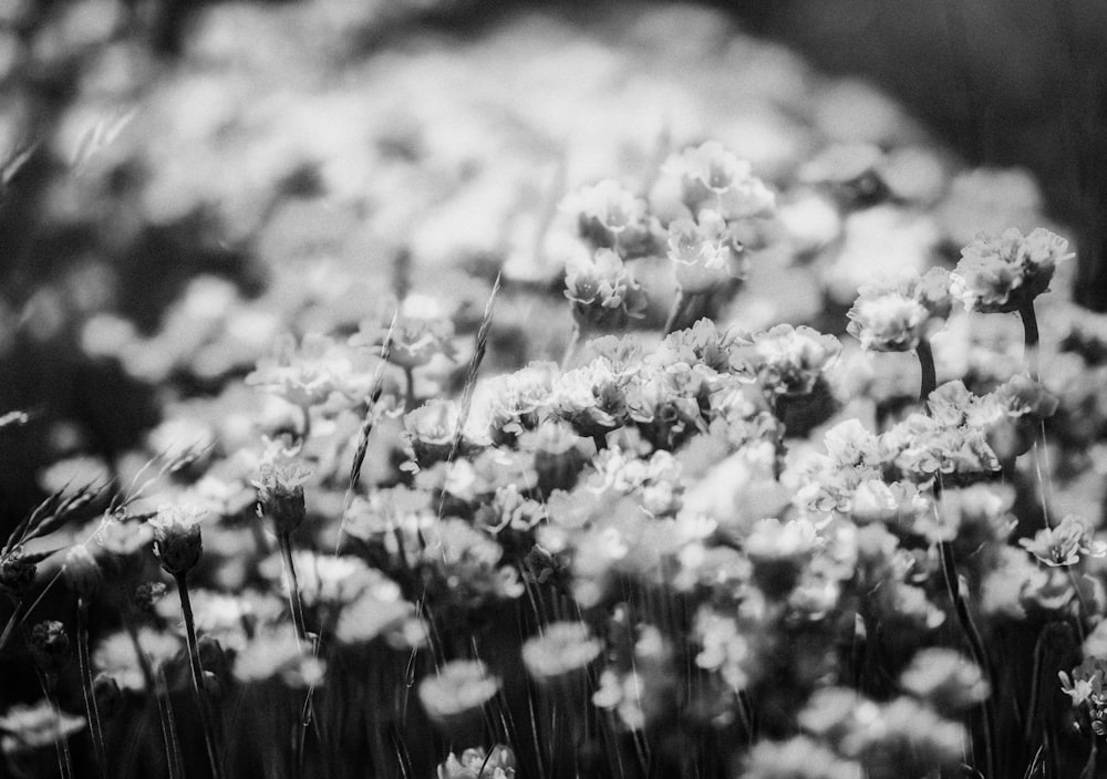 grayscale photo of flower field