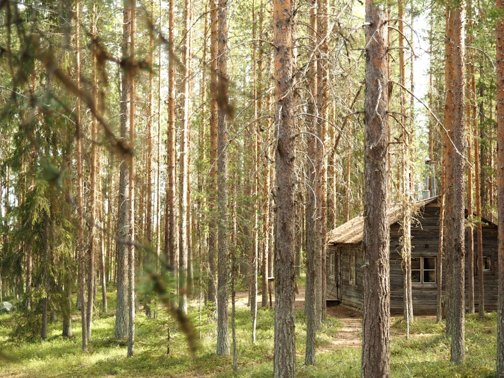 brown wooden house in the woods