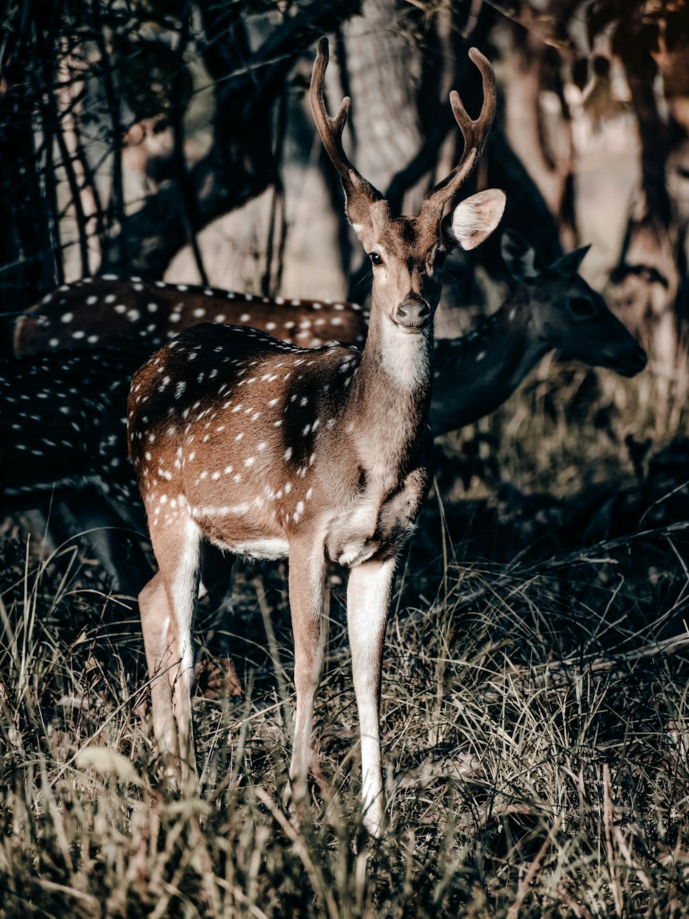 cerf brun sur l’herbe brune pendant la journée