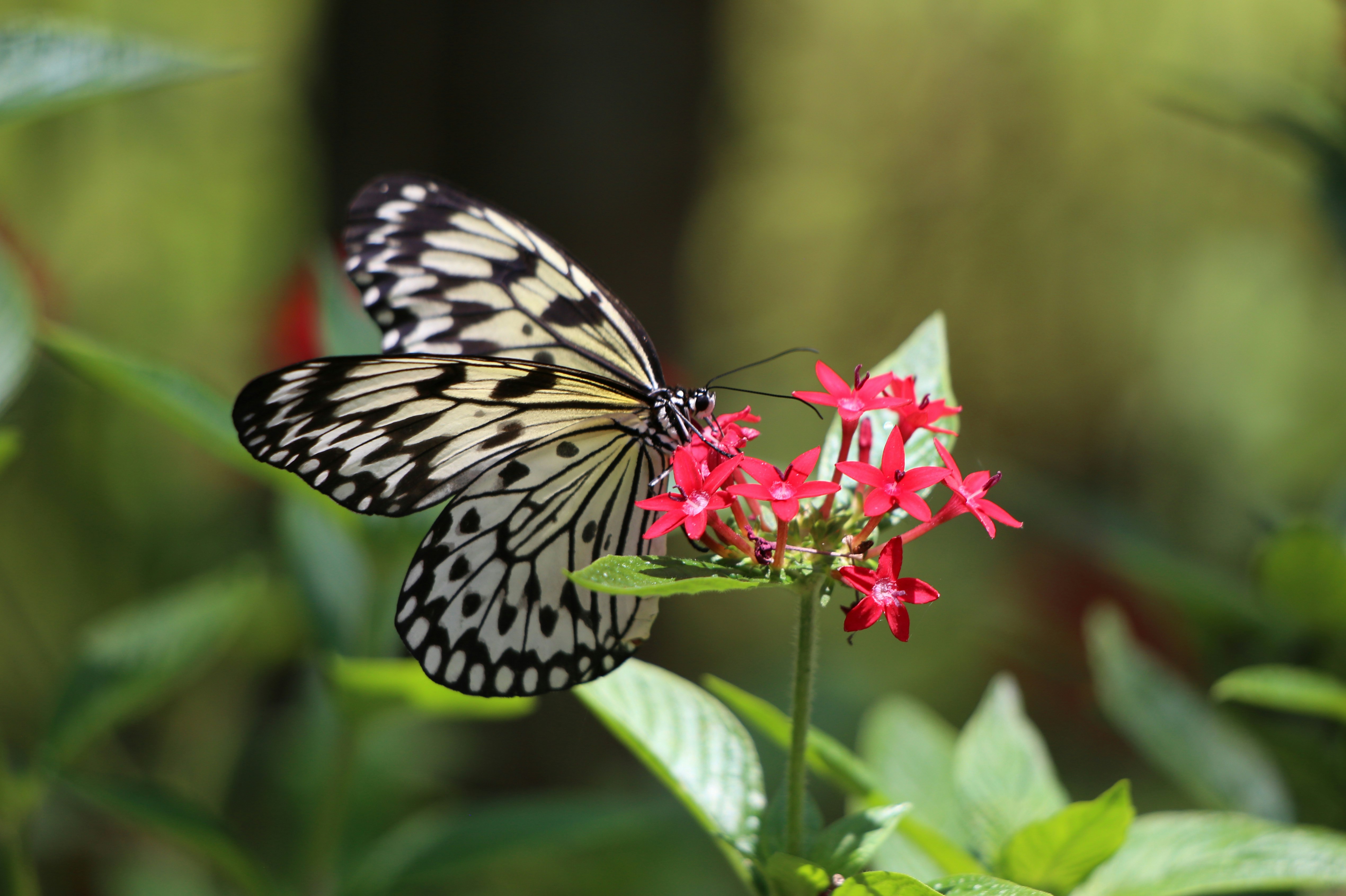 black and white butterfly perched on red flower in close up photography during daytime
