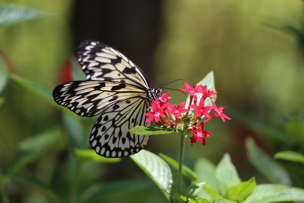 black and white butterfly perched on red flower in close up photography during daytime