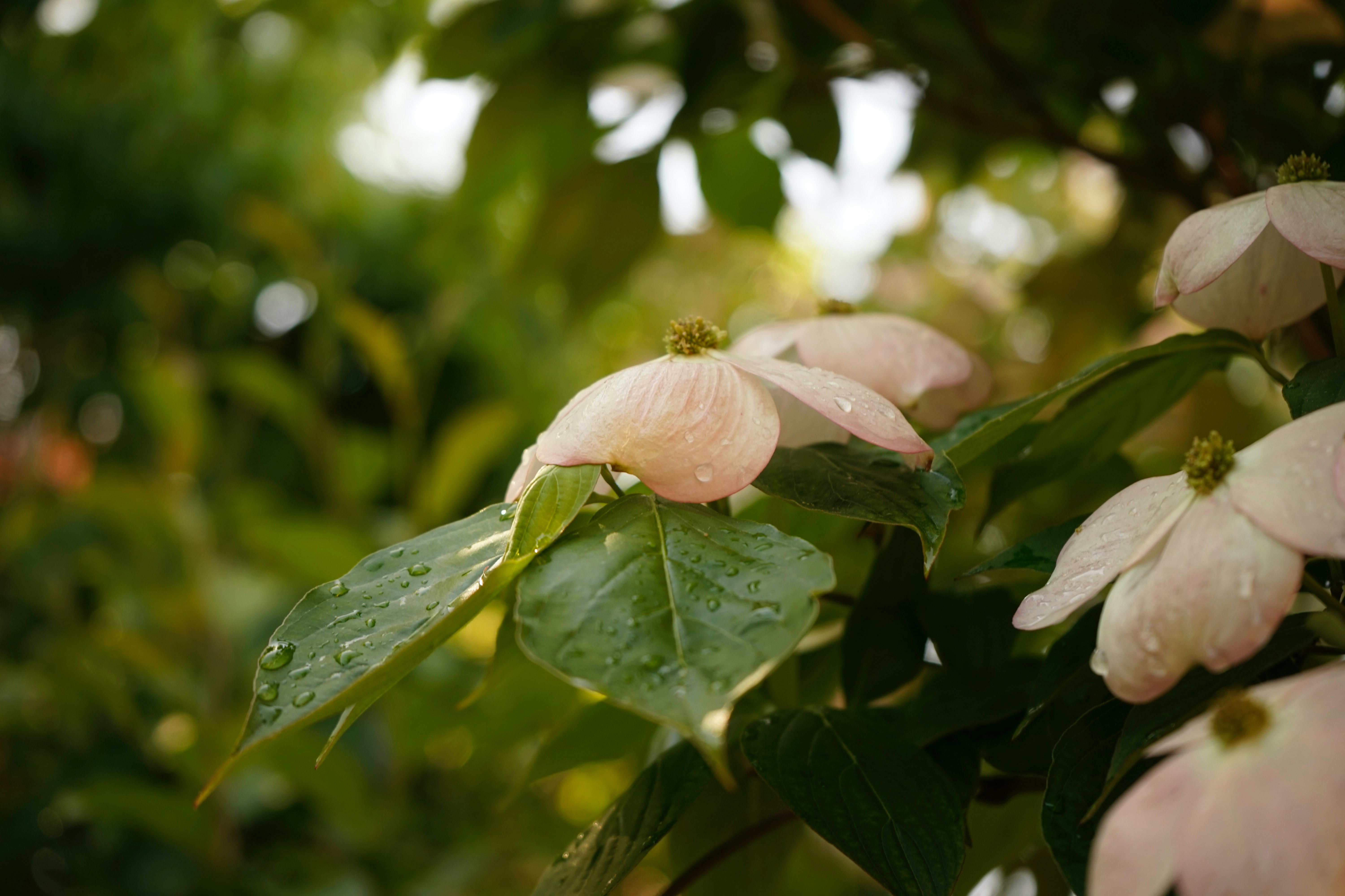 pink flower with green leaves