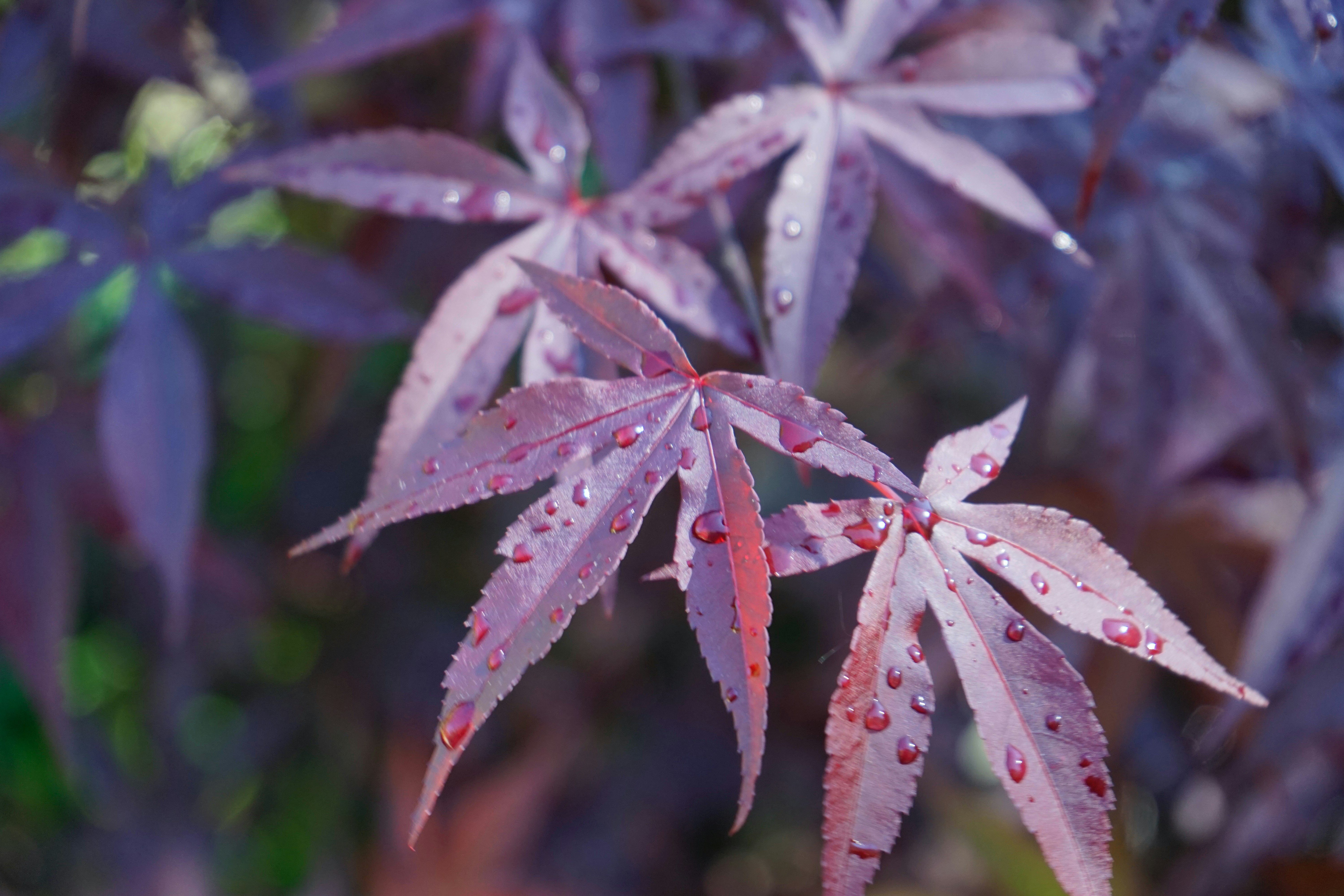 green and red leaf plant