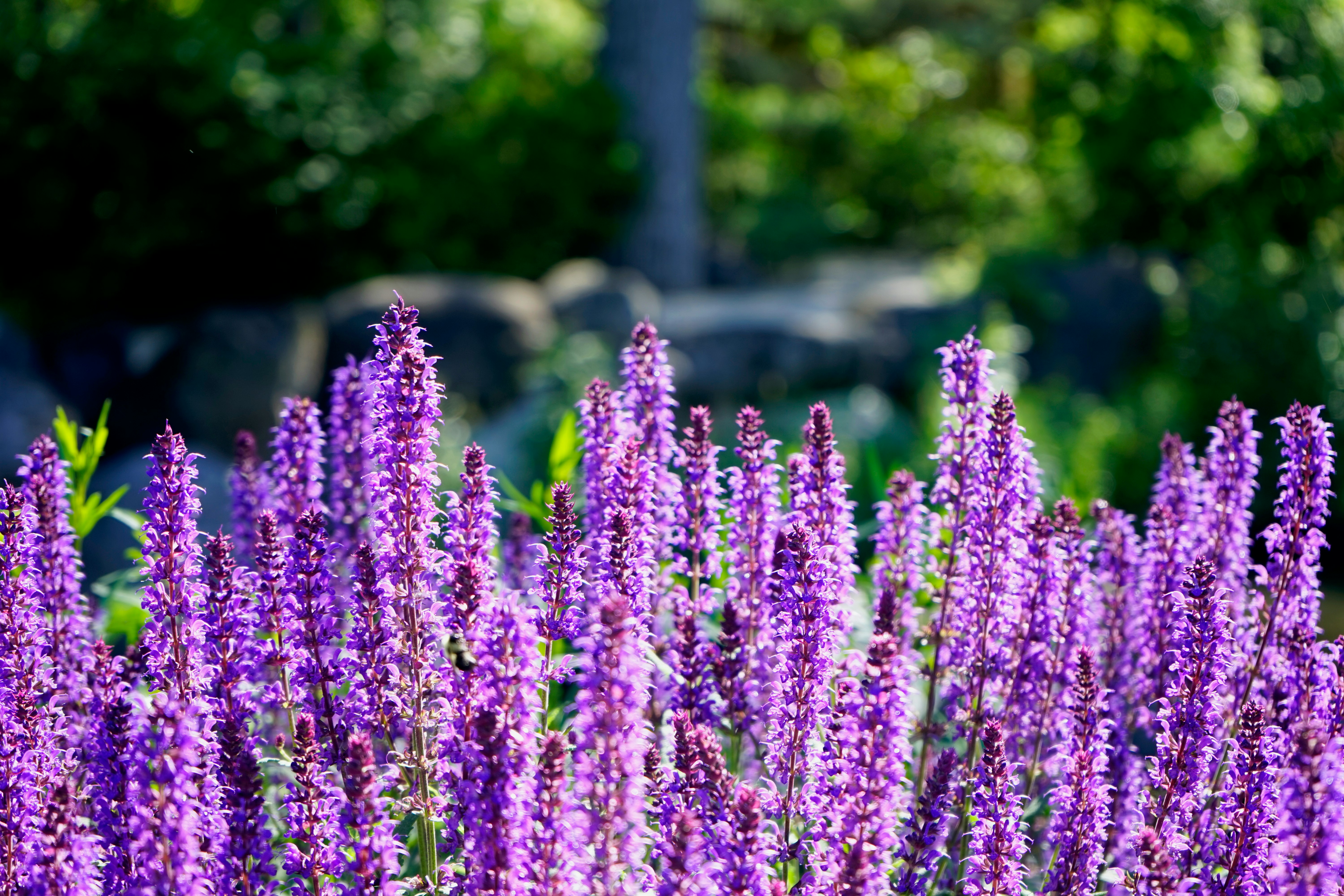 purple flowers in tilt shift lens