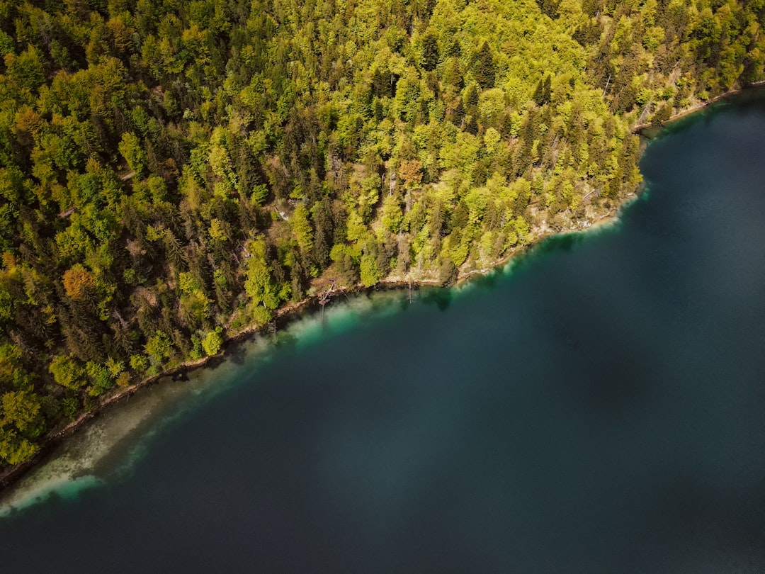 green trees beside body of water