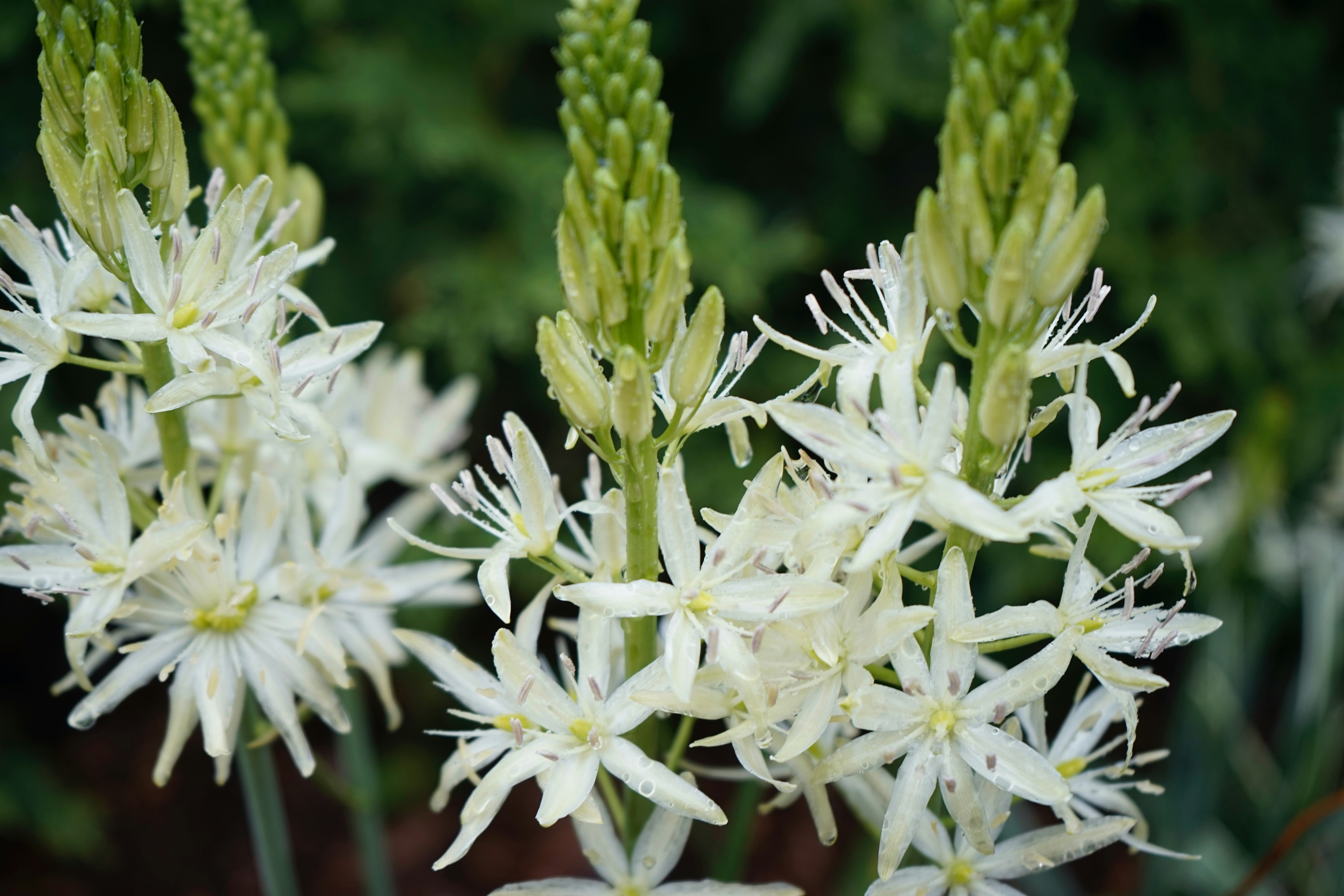 white flowers in macro lens